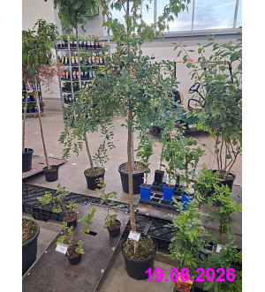 Caragana arborescens 'Pendula' C 10 L